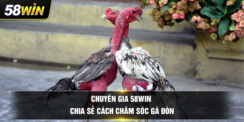 chuyen gia 58win chia se cach cham soc ga don