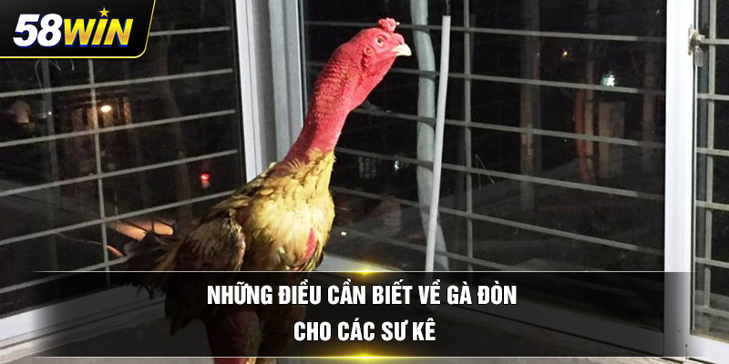 nhung dieu can biet ve ga don cho cac su ke